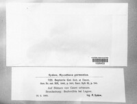 Sphaerulina gei image